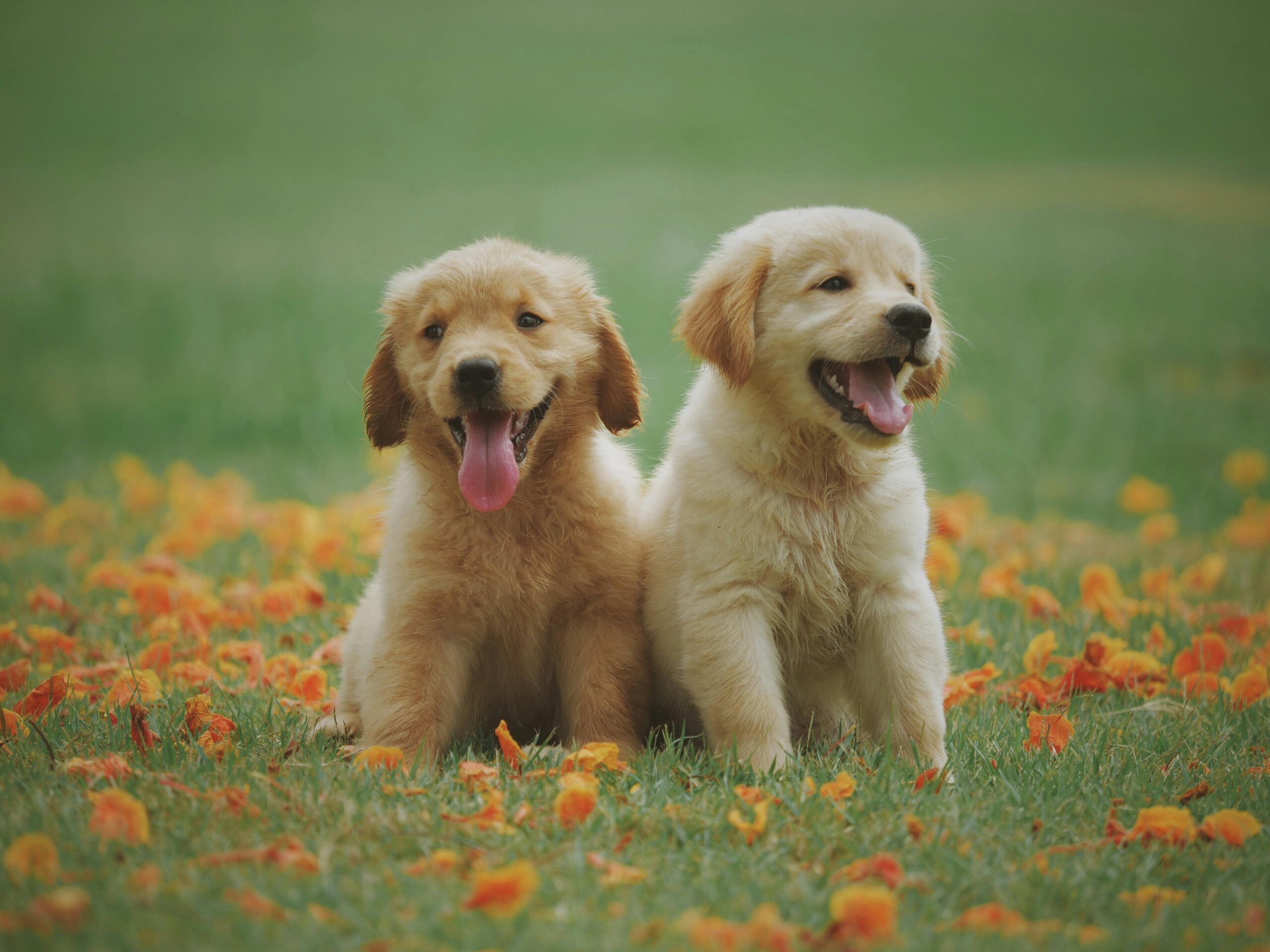 cuidados essenciais para a saúde do seu pet