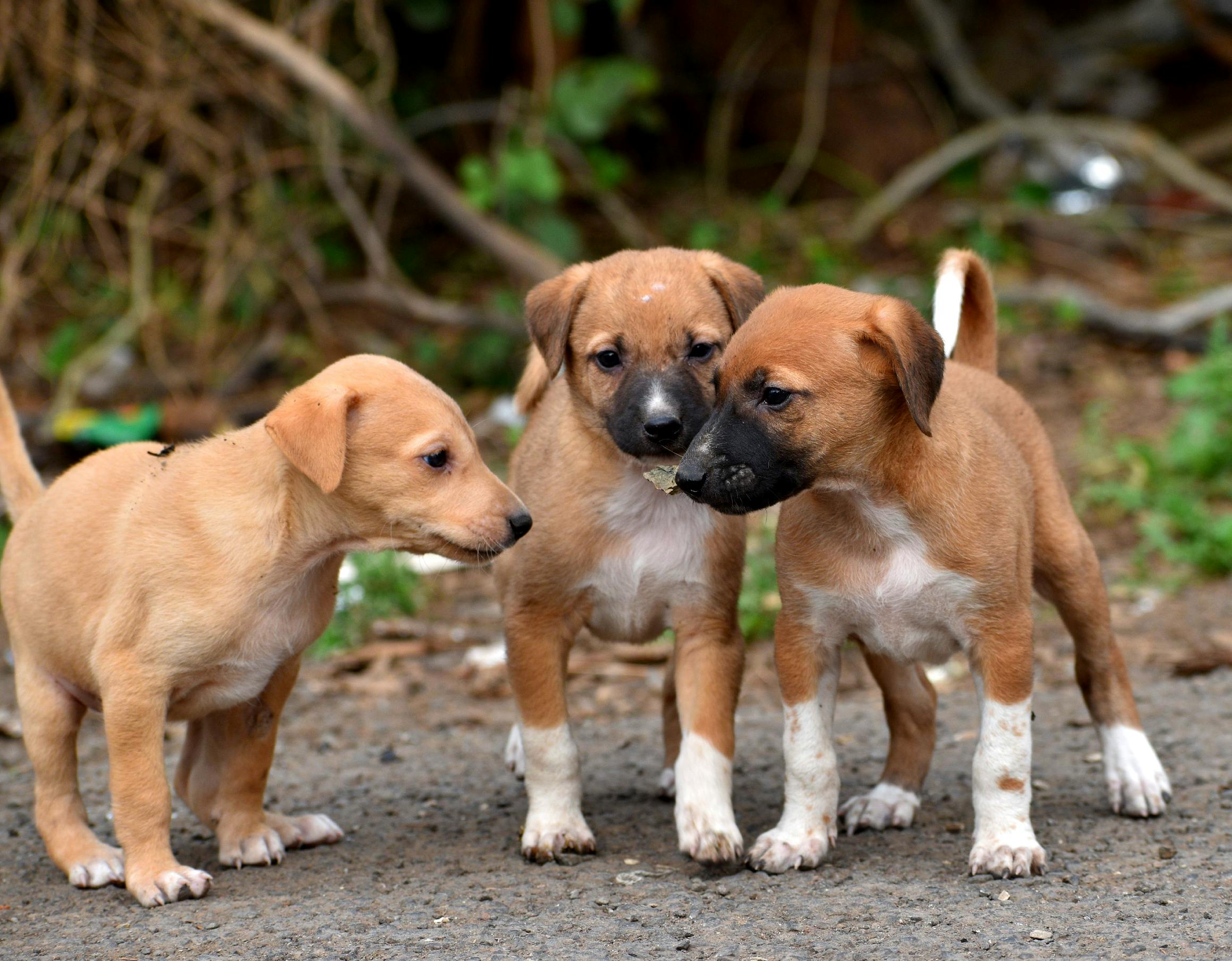 Cuidados com cães filhotes